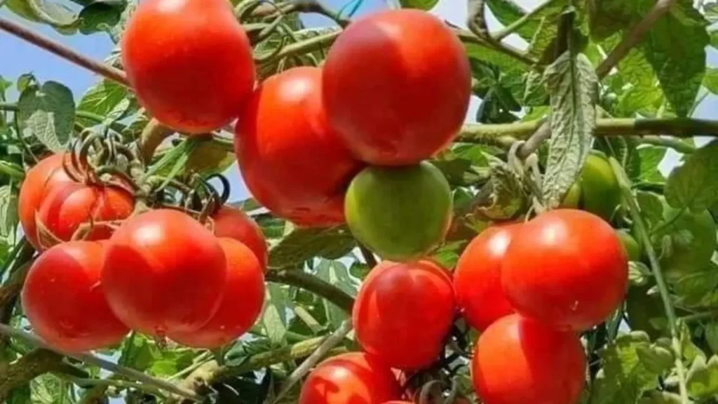 3 Crops You Can Grow All Year Round