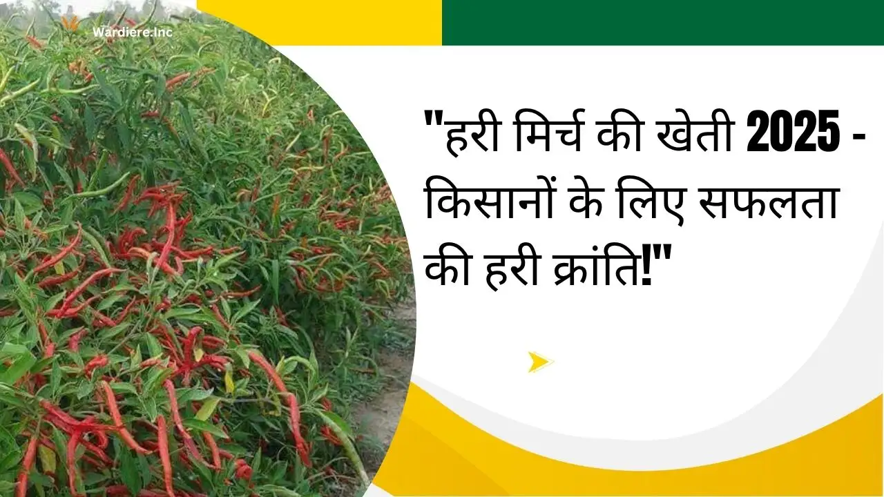 Hari mirch ki kheti kaise karen